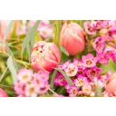 Bouquet of tulips in full bloom